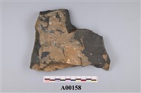 藏品(植物化石)的圖片